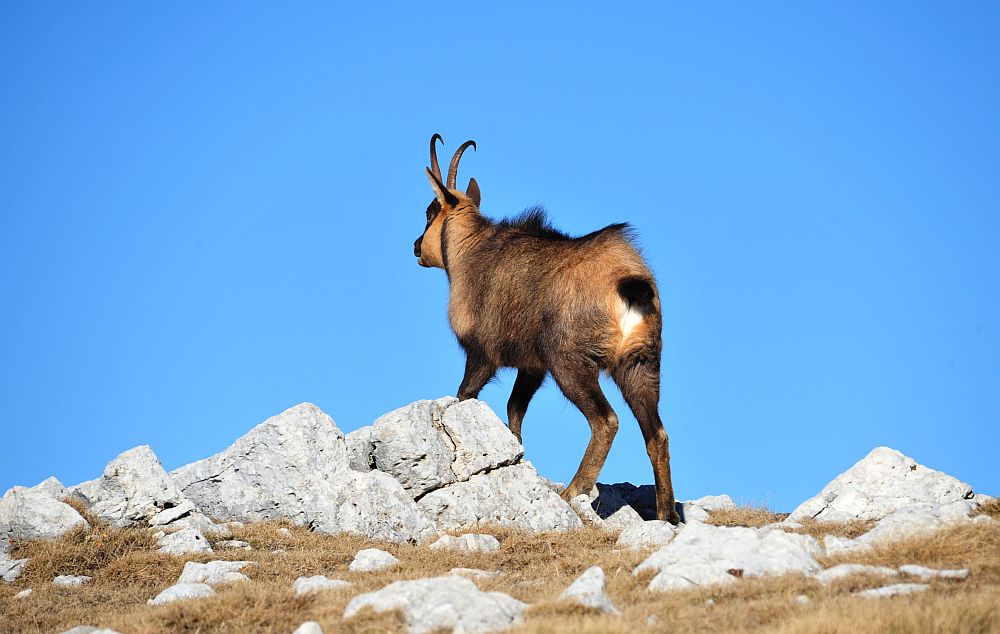 Camoscio appenninico - Rupicapra pyrenaica ornata